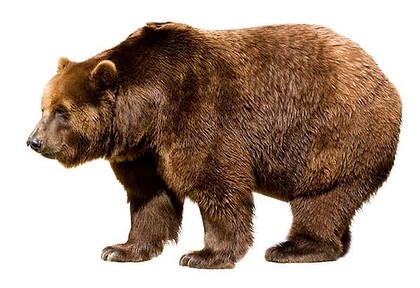 Медвежий жир 1000мл